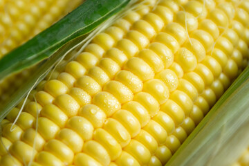 Clean corn after washing with drops. Corn close-up. Yellow corn kernels on the cob macro...