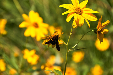 Large bee pollinating on a yellow daisy .