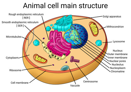 Animal Cell Diagram, Structure, Parts, Definition and Functions-saigonsouth.com.vn