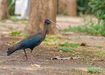 Naklejka premium A Red Naped Ibis calling and walking