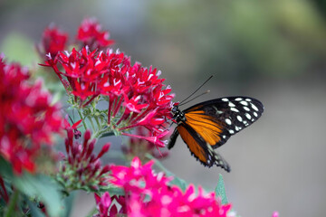 butterfly on flower