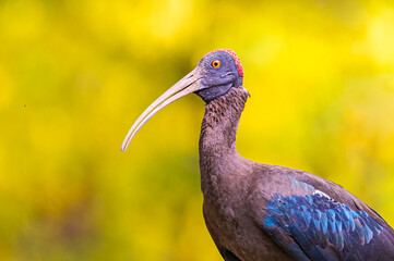A close up of a Red naped Ibis