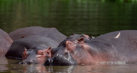 hippopotamus in water; smiling hippo; hippo in the water; hippo head; head of a hippo; hippo close-up; hippo from the Nile; hippopotamus from Nile river, Murchison falls National Park, Uganda