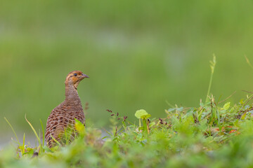 Grey francolin also known as chicken bird found in plain and dried parts of the Indian sub...