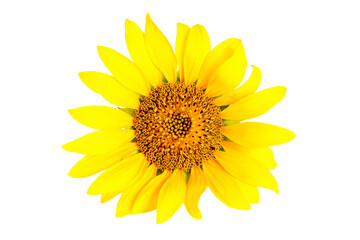 Bright yellow sunflower head