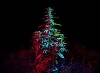 marijuana plant led light at night