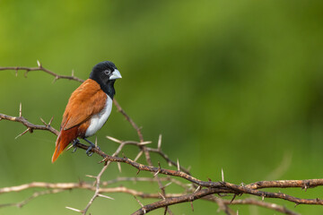 Black-headed munia or tricoloured munia is a small passerine. 