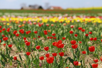 Red tulip breeding in the countryside; tulip field in sunny summer day