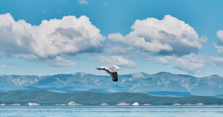 Fototapeta na wymiar Gull flying over background of beautiful scenery. Scenic clouds, mountains, green island and water