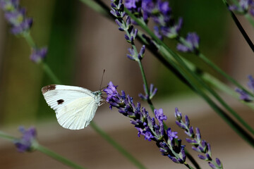 Großer Kohlweißling / Large white / Pieris brassicae