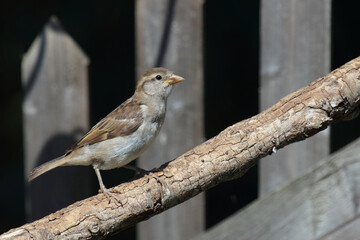 Haussperling / House sparrow / Passer domesticus