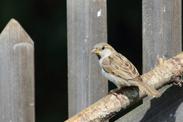 Haussperling / House sparrow / Passer domesticus