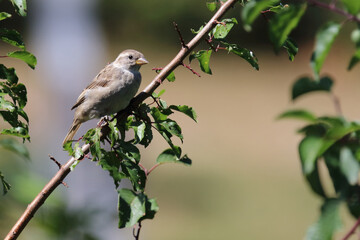 Haussperling / House sparrow / Passer domesticus
