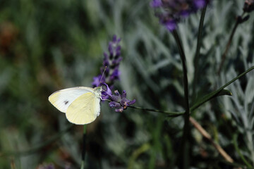 Großer Kohlweißling / Large white / Pieris brassicae