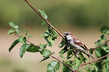 Haussperling / House sparrow / Passer domesticus