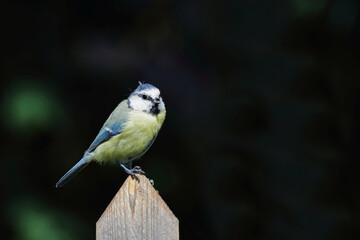 Blaumeise / Eurasian blue tit / Cyanistes caeruleus