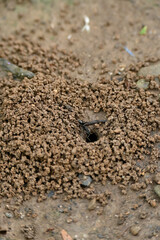closeup the black ants with hole and brown soil soft focus natural brown background.