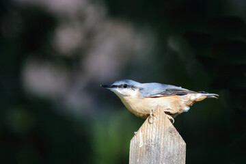 Kleiber / Eurasian nuthatch / Sitta europaea