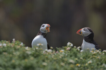 A pair of Atlantic puffins on Skomer island.