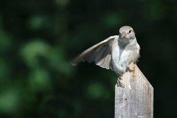 Haussperling / House sparrow / Passer domesticus