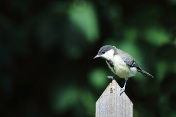Kohlmeise / Great tit / Parus major.