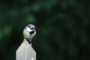 Obraz premium Kohlmeise / Great tit / Parus major.