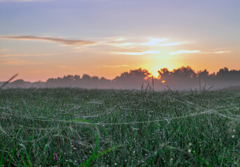 sunset in the field