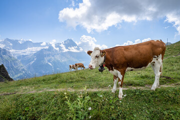 Fototapeta na wymiar Cows on the pasture near Grindelwald, Switzerland 