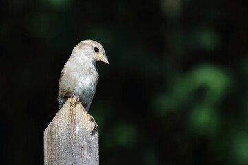 Haussperling / House sparrow / Passer domesticus