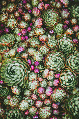 Sempervivum rosettes, Houseleek green and red succulent groundcover plants texture overhead view