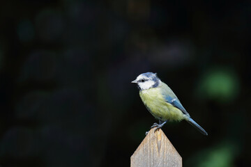 Blaumeise / Eurasian blue tit / Cyanistes caeruleus