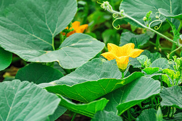 Plant flowering pumpkin in the ground in the garden. Flower green leaves macro closeup.