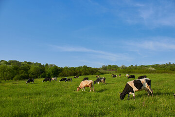 cows on a green pasture,a herd of cows graze on an ecologically clean field, the landscape of a cow on a field