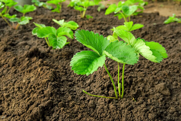 young strawberry seedlings grow on a strawberry patch. gardening and strawberry cultivation concept