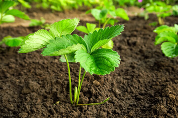 young strawberry seedlings grow on a strawberry patch. gardening and strawberry cultivation concept
