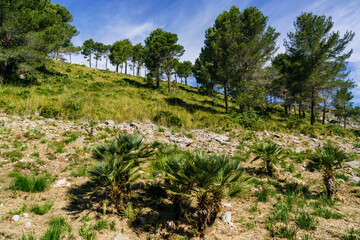 Fototapeta na wymiar Chamaerops humilis, llamado palmito o palmitera ,Comellar de Ses Sinies, Calvia,sierra de Tramuntana,Mallorca,Spain