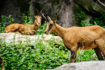 Rebeco (Rupicapra rupicapra), Les Angles, pirineos catalanes, comarca de Capcir, Francia