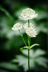 Astrancia, astrancia major L.,  pirineos catalanes, comarca de Capcir, Francia