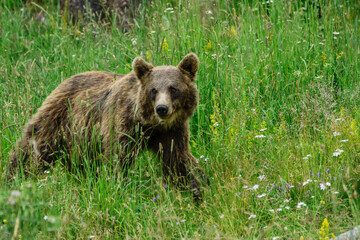 oso pardo europeo (Ursus arctos arctos), Les Angles, pirineos catalanes, comarca de Capcir, Francia