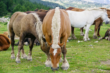 Naklejka na ściany i meble caballo pirenaico catalan, raza autoctona, junto al estanque de las Bullosses, lagos inferiores del Carlit, pirineos catalanes, comarca de Capcir, Francia