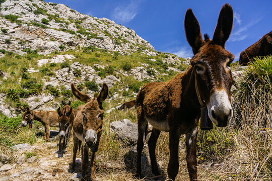 brigada de burros limpiando el sendero GR221, zona de Galatzo,Calvia,Mallorca, islas baleares, Spain