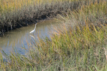 egret in marsh