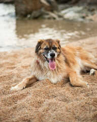 Retrato de un perro viejo y peludo sobre la arena de una playa - obrazy, fototapety, plakaty