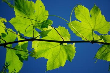 Obraz premium Grape branch against the blue sky in the rays of sunlight. Close-up.