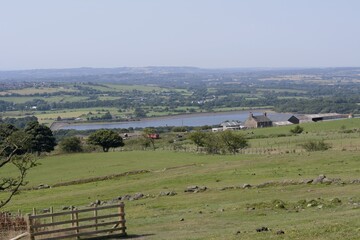 Fototapeta premium landscape with cows