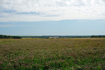 Fototapeta na wymiar Rural view Hot summer day in August. Flowering field of red clover. Open spaces. Horizon