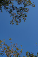Top of beautiful trees in the middle of nature and blue sky
