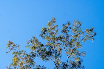 Top of beautiful trees in the middle of nature and blue sky