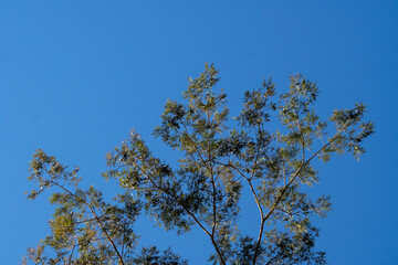 Top of beautiful trees in the middle of nature and blue sky