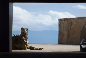 green iguana looking to the camera behind black leg chair and shady ground in front and mountains,sky and clouds of background,

